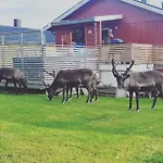 Reindeer Paradice In Tromso Kvaloya * Kvaloysletta