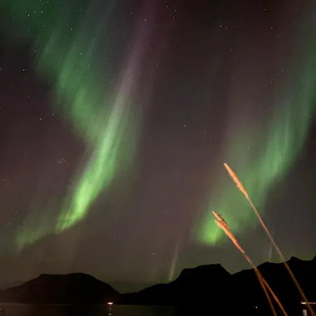 Reindeer Paradice In Tromso Kvaloya Kvaloysletta