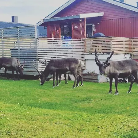 Reindeer Paradice In Tromsø Kvaløya * Kvaløysletta
